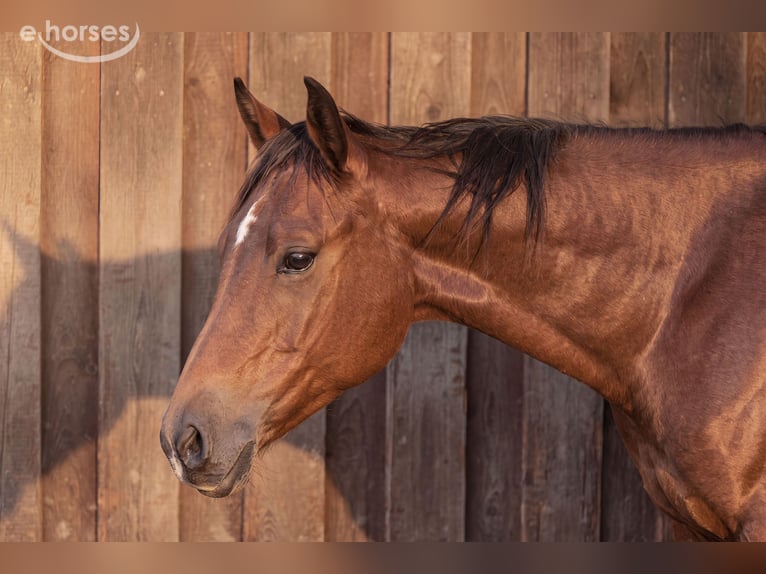 Quarter horse américain Étalon 1 Année 150 cm Bai in Dietenheim
