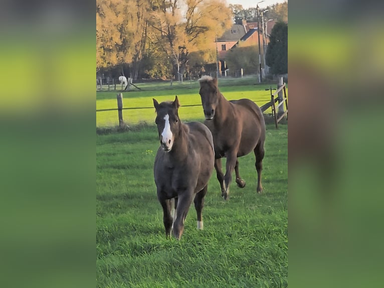 Quarter horse américain Étalon 1 Année 150 cm Bai in Betekom