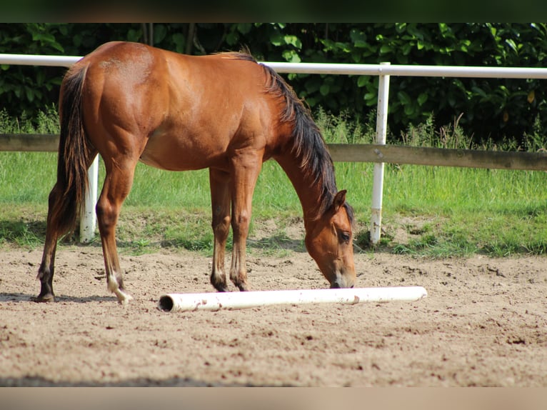 Quarter horse américain Étalon 1 Année 150 cm Bai in Stade