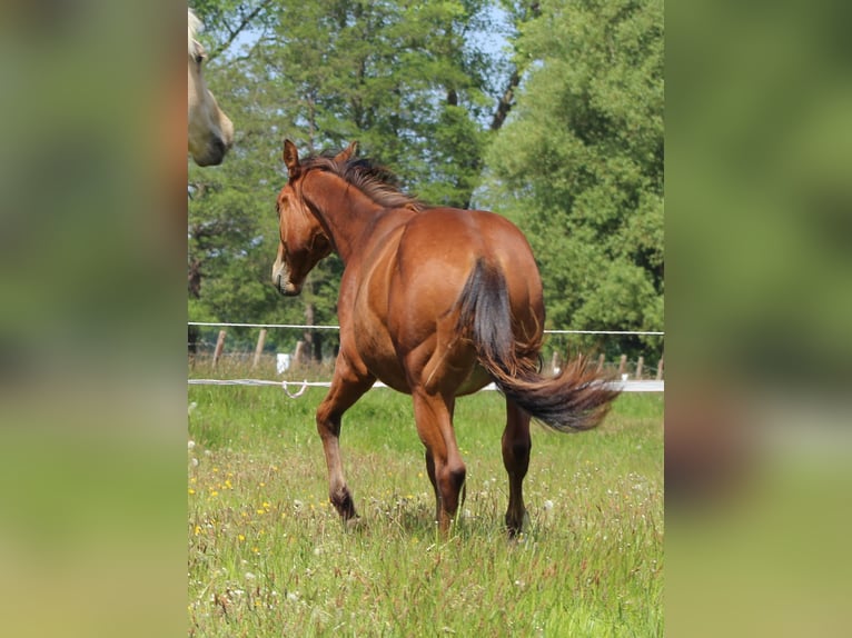 Quarter horse américain Étalon 1 Année 150 cm Bai in Stade
