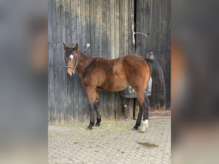 Quarter horse américain Étalon 1 Année 150 cm Bai in Riedenburg