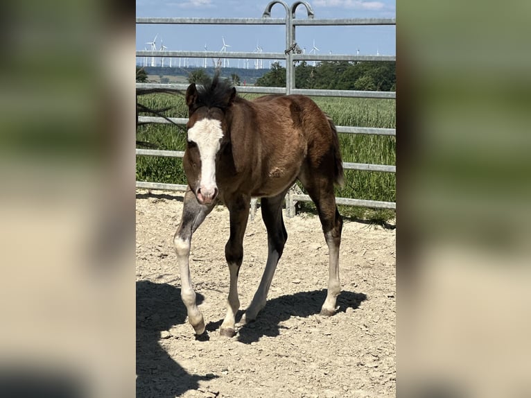 Quarter horse américain Étalon 1 Année 150 cm Bai in Bad Wünnenberg