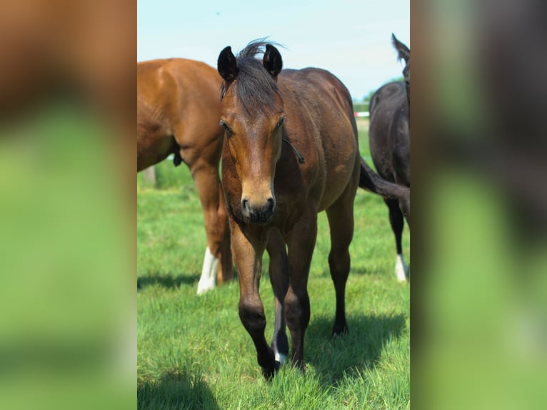 Quarter horse américain Étalon 1 Année 150 cm Bai in Celle
