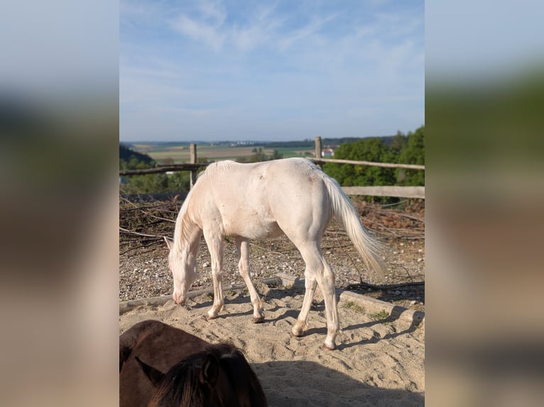 Quarter horse américain Étalon 1 Année 150 cm Cremello in Attenkirchen