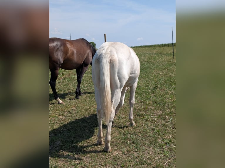 Quarter horse américain Étalon 1 Année 150 cm Cremello in Attenkirchen