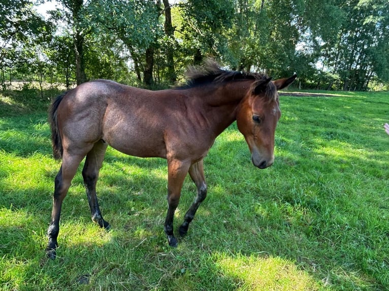Quarter horse américain Étalon 1 Année 150 cm Gris (bai-dun) in Neumünster