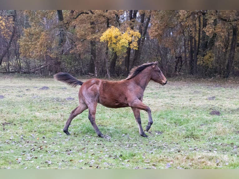 Quarter horse américain Étalon 1 Année 150 cm Gris (bai-dun) in Neumünster