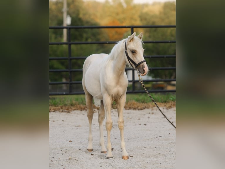 Quarter horse américain Étalon 1 Année 150 cm Palomino in New Holland