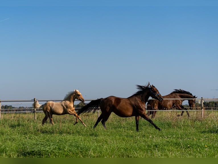 Quarter horse américain Étalon 1 Année 150 cm Palomino in L&#xFC;dinghausen
