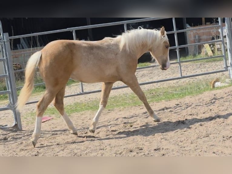 Quarter horse américain Étalon 1 Année 150 cm Palomino in Langenbach