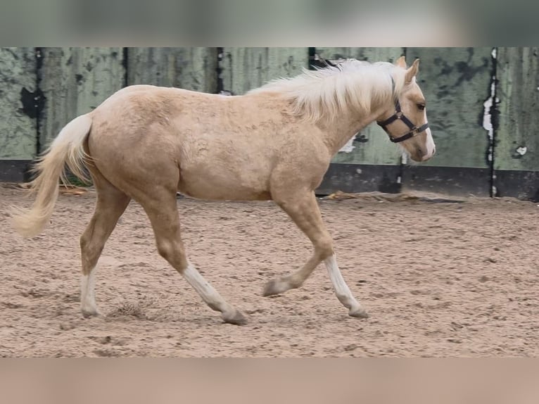 Quarter horse américain Étalon 1 Année 150 cm Palomino in Langenbach
