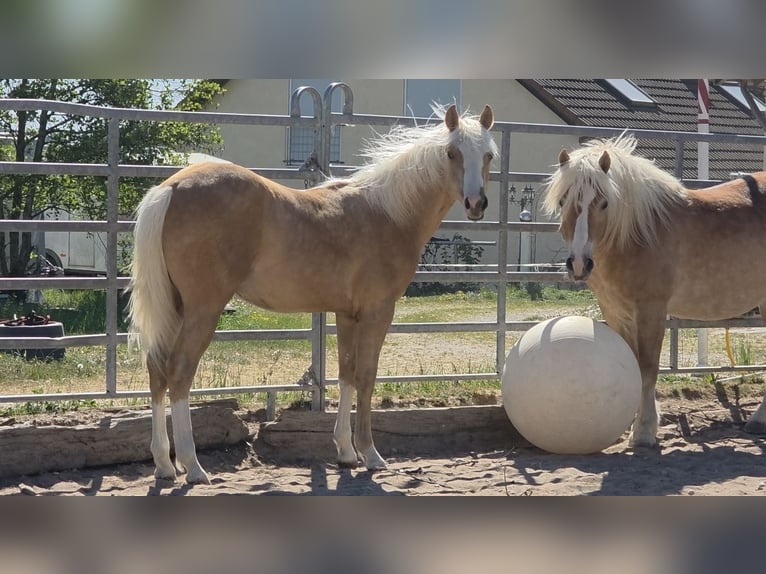 Quarter horse américain Étalon 1 Année 150 cm Palomino in Langenbach