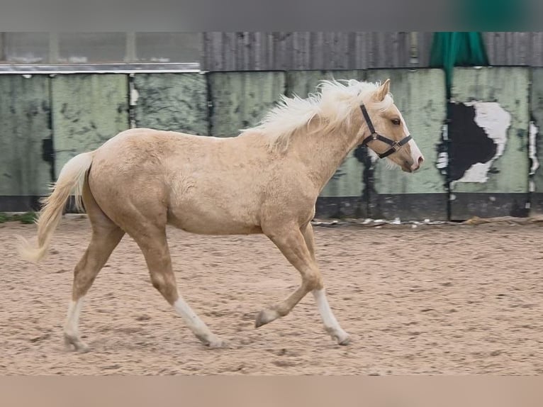 Quarter horse américain Étalon 1 Année 150 cm Palomino in Langenbach