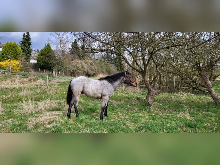 Quarter horse américain Étalon 1 Année 150 cm Roan-Bay in Katzweiler