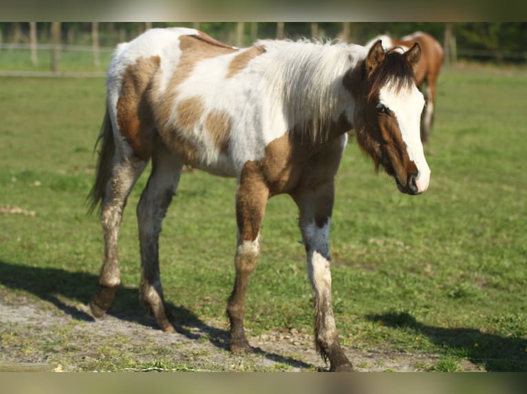 Quarter horse américain Étalon 1 Année 150 cm Tobiano-toutes couleurs in Dessel
