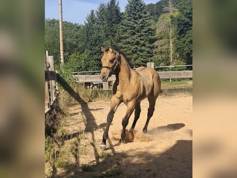 Quarter horse américain Étalon 1 Année 150 cm in Liebenau