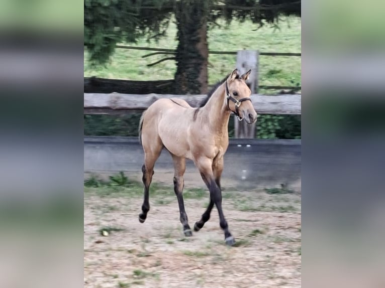 Quarter horse américain Étalon 1 Année 150 cm in Liebenau