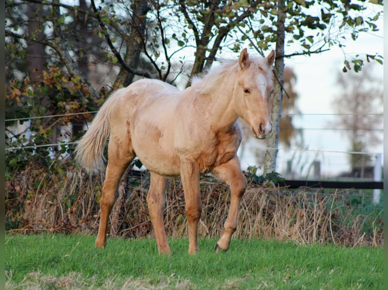 Quarter horse américain Étalon 1 Année 151 cm Palomino in Stade