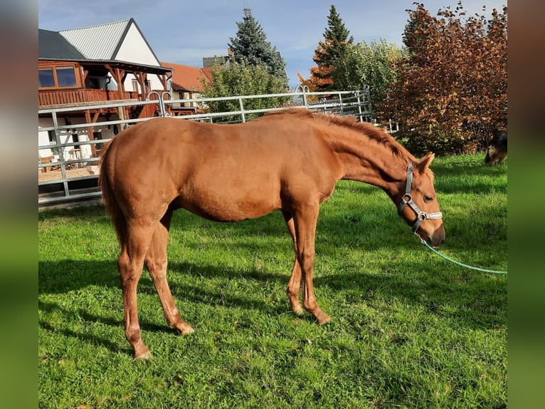 Quarter horse américain Étalon 1 Année 152 cm Alezan in Harth-Pöllnitz