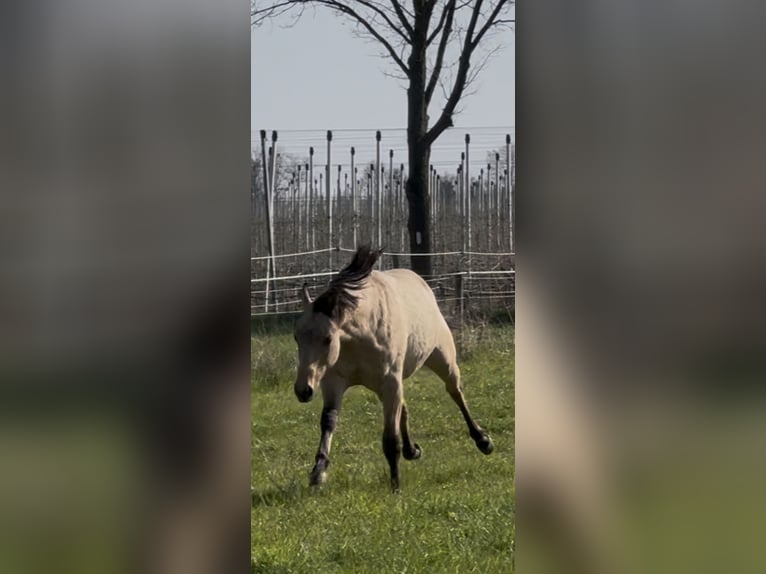 Quarter horse américain Étalon 1 Année 152 cm Buckskin in Meckenheim