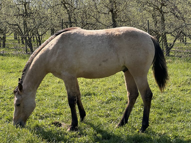 Quarter horse américain Étalon 1 Année 152 cm Buckskin in Meckenheim