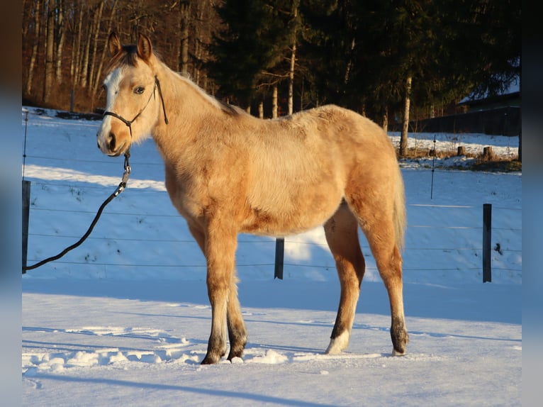 Quarter horse américain Étalon 1 Année 152 cm Buckskin in Ptuj