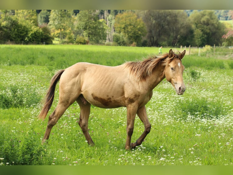 Quarter horse américain Étalon 1 Année 152 cm Champagne in Waldshut-Tiengen