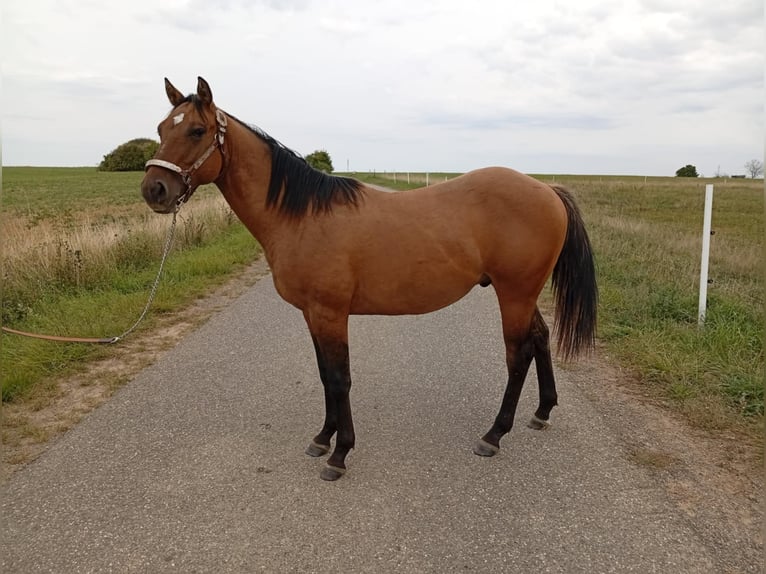Quarter horse américain Étalon 1 Année 152 cm Gris (bai-dun) in Petit-R&#xE9;derching