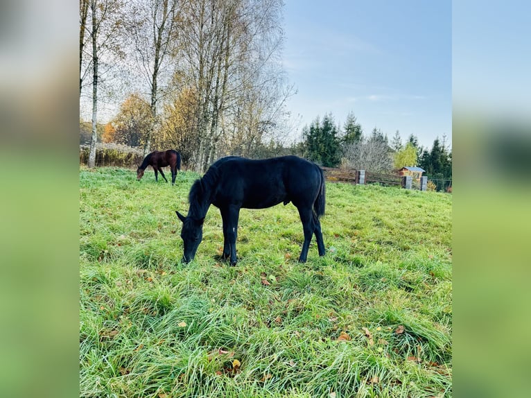 Quarter horse américain Étalon 1 Année 152 cm Noir in Skrzyszów