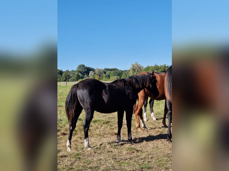 Quarter horse américain Étalon 1 Année 152 cm Noir in Celle