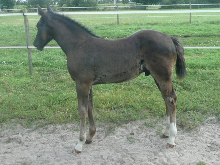 Quarter horse américain Étalon 1 Année 152 cm Noir in Steyerberg