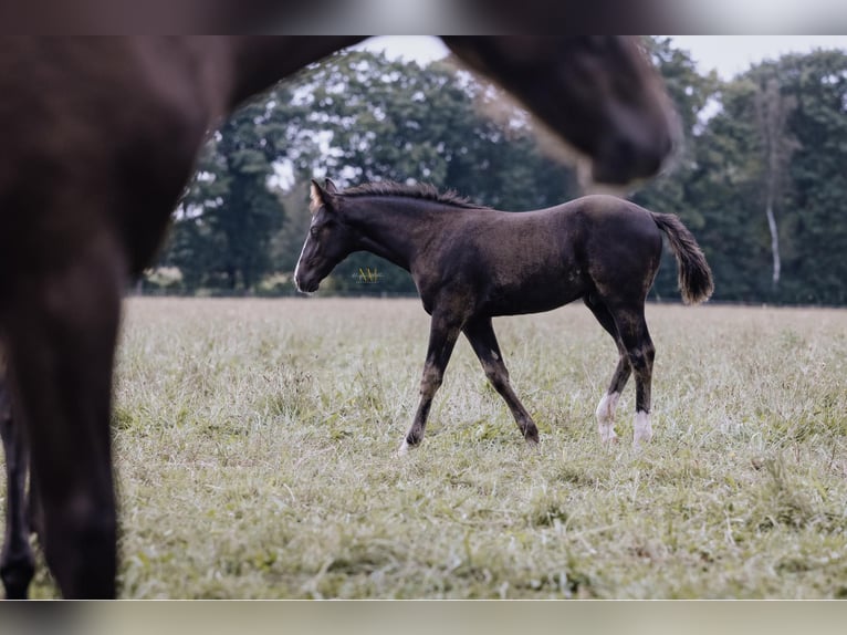 Quarter horse américain Étalon 1 Année 152 cm Noir in Steyerberg