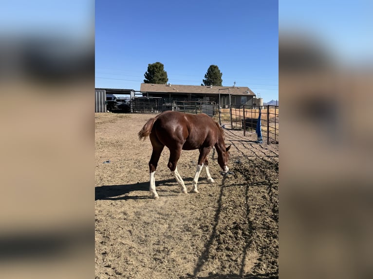 Quarter horse américain Étalon 1 Année 152 cm Overo-toutes couleurs in McNeal, AZ
