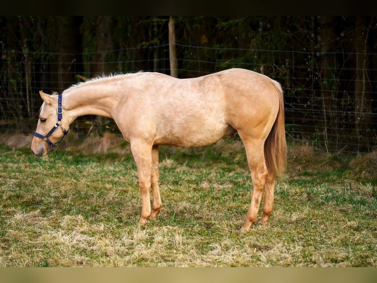 Quarter horse américain Étalon 1 Année 152 cm Palomino in Clausthal-Zellerfeld