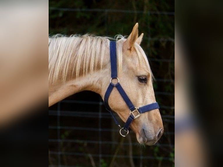 Quarter horse américain Étalon 1 Année 152 cm in Clausthal-Zellerfeld