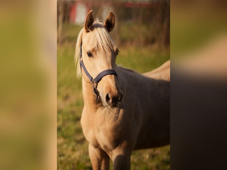 Quarter horse américain Étalon 1 Année 152 cm in Clausthal-Zellerfeld