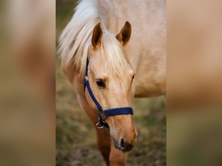 Quarter horse américain Étalon 1 Année 152 cm in Clausthal-Zellerfeld