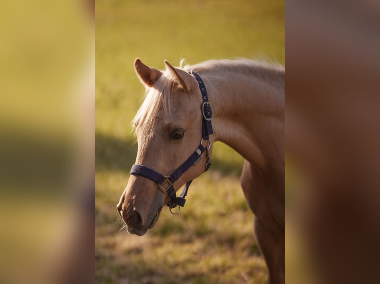 Quarter horse américain Étalon 1 Année 152 cm in Clausthal-Zellerfeld