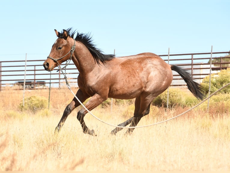 Quarter horse américain Étalon 1 Année 152 cm Roan-Bay in Congress