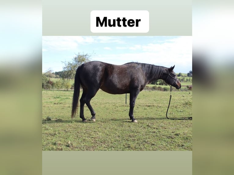 Quarter horse américain Étalon 1 Année 153 cm Buckskin in Welzheim