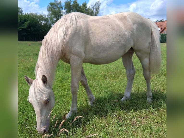 Quarter horse américain Croisé Étalon 1 Année 153 cm Champagne in Lorup