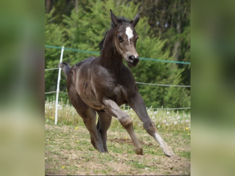 Quarter horse américain Étalon 1 Année 154 cm Noir in Regen