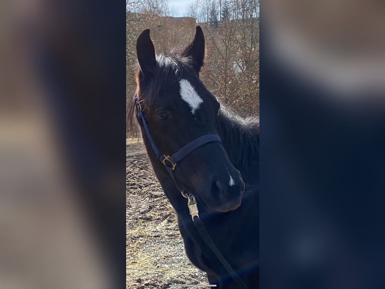 Quarter horse américain Étalon 1 Année 154 cm Noir in Regen