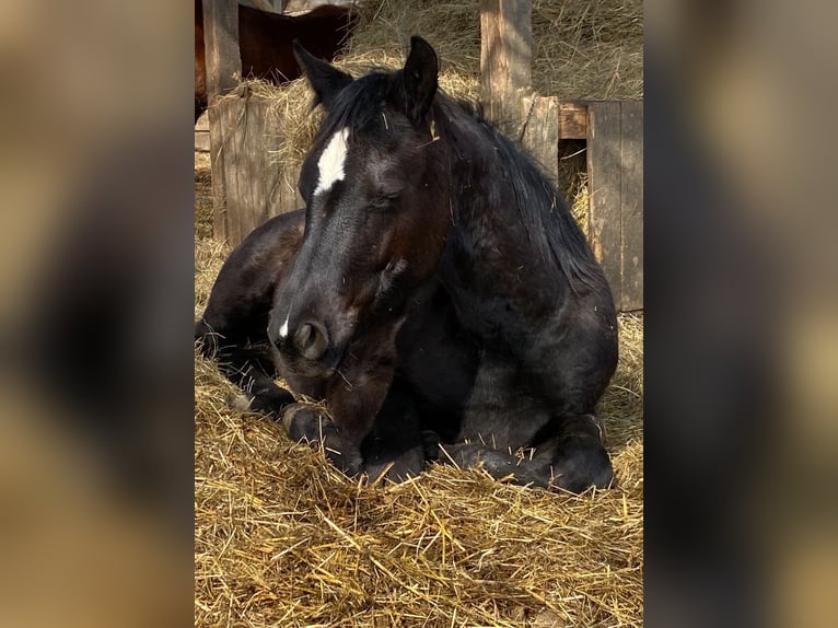 Quarter horse américain Étalon 1 Année 154 cm Noir in Regen