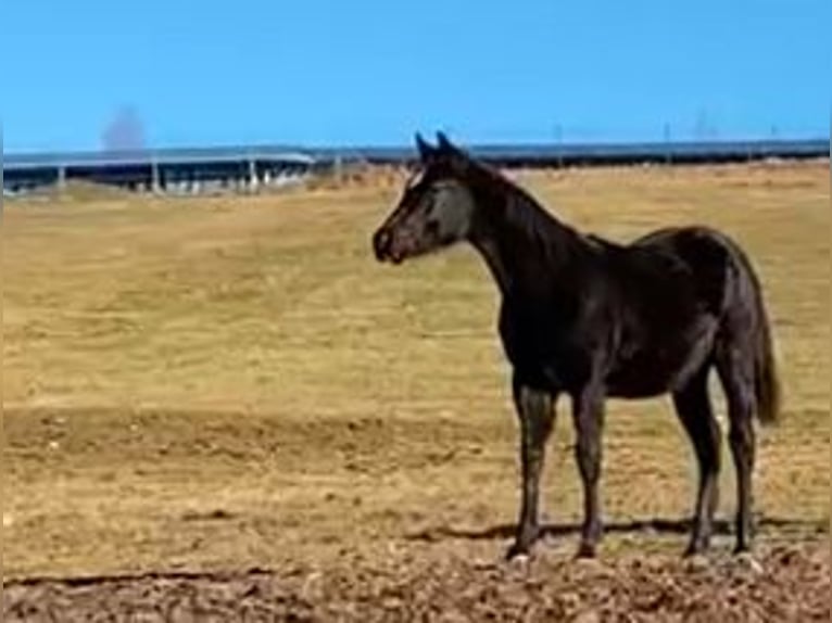 Quarter horse américain Étalon 1 Année 154 cm Noir in Regen