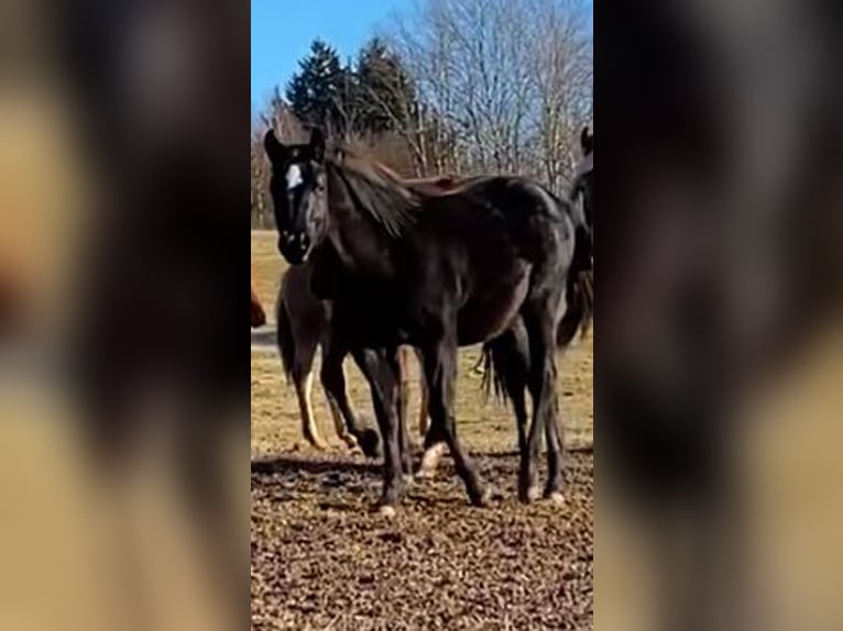 Quarter horse américain Étalon 1 Année 154 cm Noir in Regen