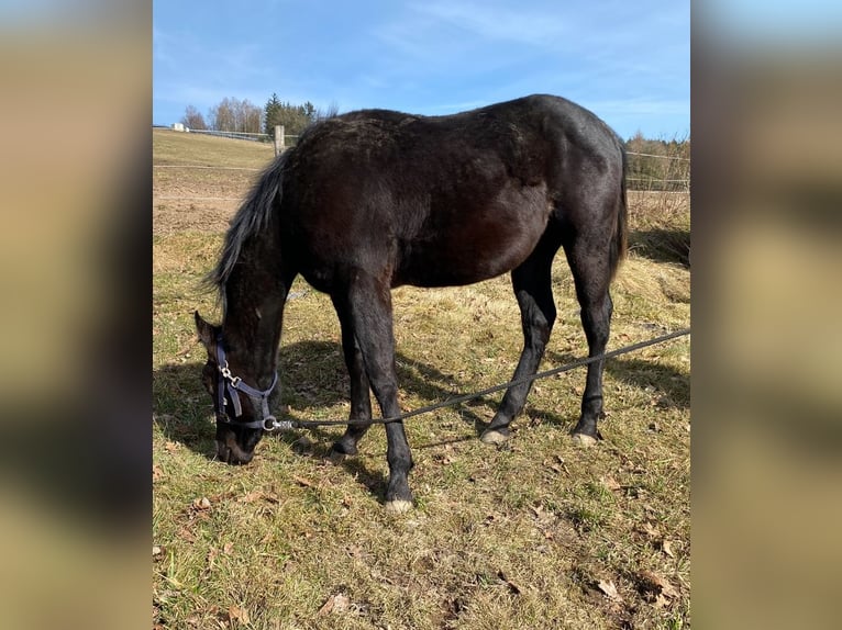 Quarter horse américain Étalon 1 Année 154 cm Noir in Regen