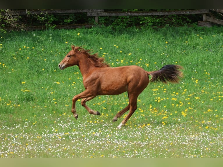 Quarter horse américain Étalon 1 Année 155 cm Alezan in Berschweiler