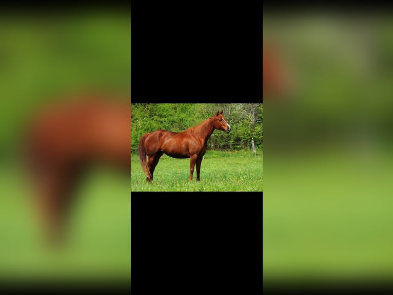 Quarter horse américain Étalon 1 Année 155 cm Bai brun in ST IZAIRE