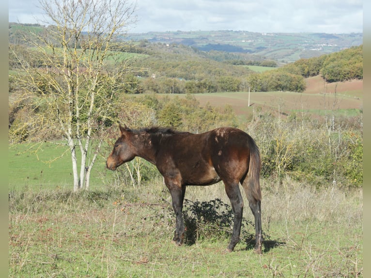 Quarter horse américain Étalon 1 Année 155 cm Bai brun in ST IZAIRE